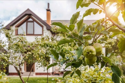 apple tree in front of home