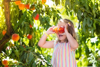 little girl holding up two peaches, covering her eyes next to peach tree
