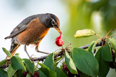 robin bird picking cherry from tree
