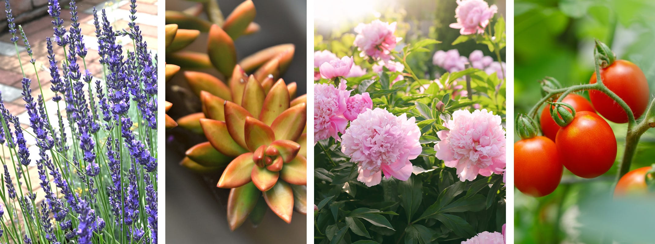 hybrid plants succulents, lavender, peonies and tomatoes