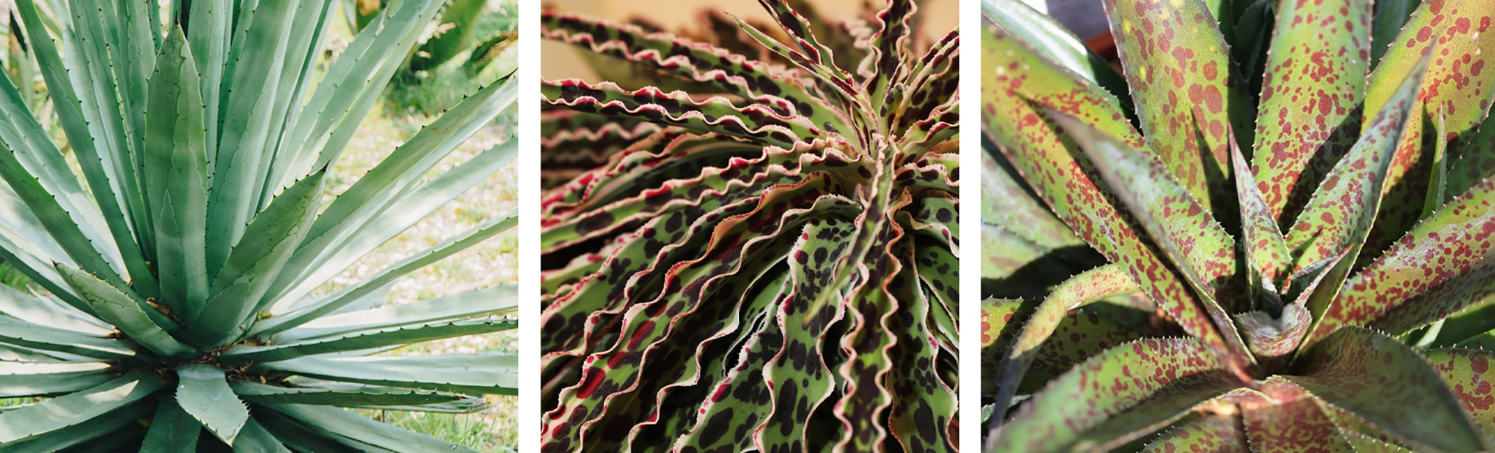 agave plus manfreda equals mangave