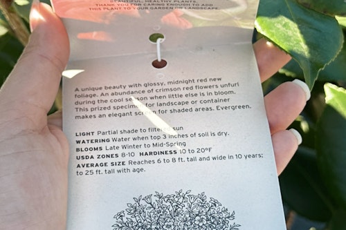 monrovia vestito rosso camellia hanging plant tag with plant monrovia vestito rosso camellia hanging plant tag in the hand of a woman with the plant behind
