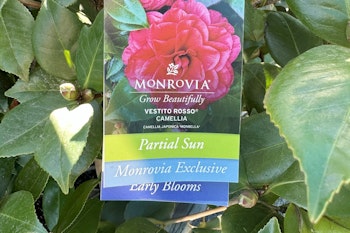 monrovia vestito rosso camellia hanging plant tag with plant
