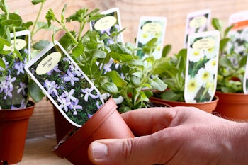 man holding small plant with focus on the plant tag that reads bacopa lilac