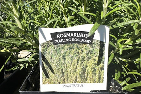 rosmarinus trailing rosemary plant and plant tag