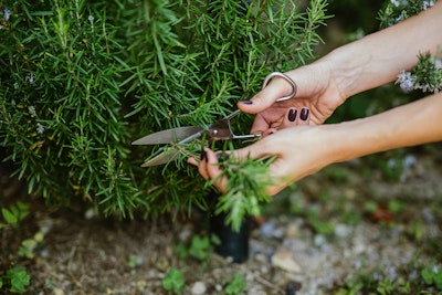 woman trimming her rosemary herb in landscape