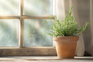 rosemary herb in terra cotta pot sitting near window