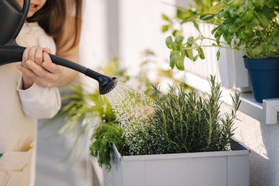 little girl watering rosemary herb in planter with other herbs