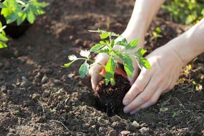 person planting tomato plant in the ground