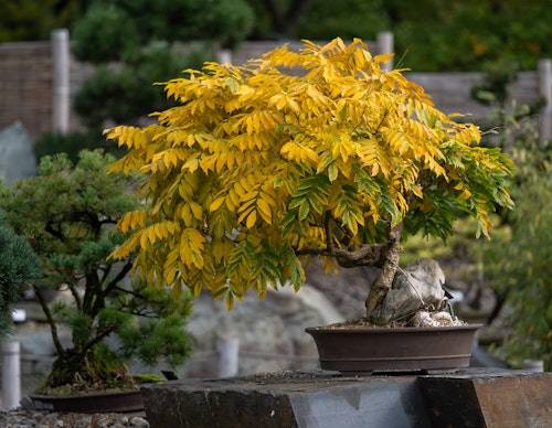 bonsai tree outdoors