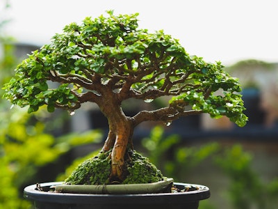 bonsai tree plant outdoors
