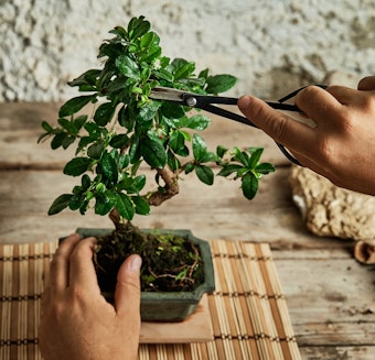 trimming bonsai