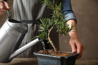 watering bonsai man watering bonsai