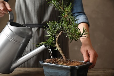 man watering bonsai