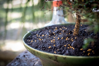 fertilizing bonsai