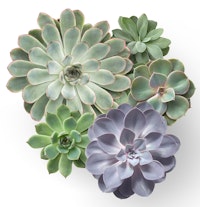 assorted succulents on white assorted succulents on white
