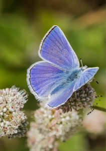 California buckwheat water wise shrub with butterfly