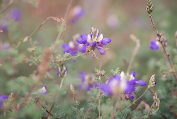 Black Dalea (dalea frutescens), photo by Civano Growers.