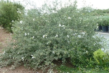 Little Leaf Cordia, photo by Civano Growers.