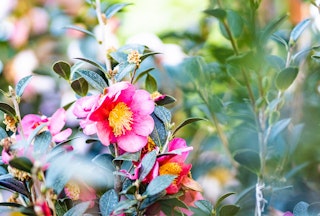 Pink camellia japonicas growing in the garden.