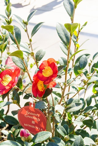 A red and yellow Yuletide camellia bush.
