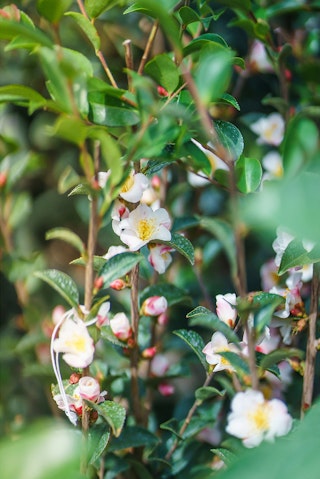 A white and pink camellia bush.