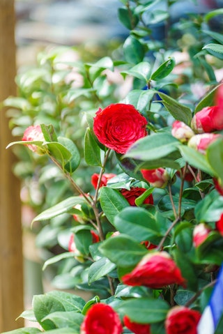 Gorgeous red camellia flowers growing on a bush.