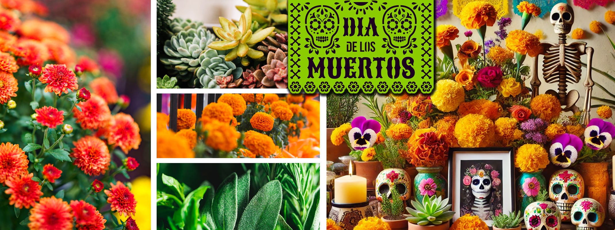 dia de los muertos celebration mums, marigolds, sage, rosemary, and ofreda, alter