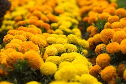 marigolds or cempasuchil
