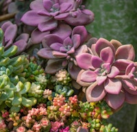assorted succulents in various colors