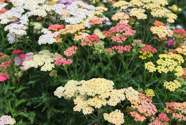 White, yellow, pink, purple and orange yarrows growing in the garden.