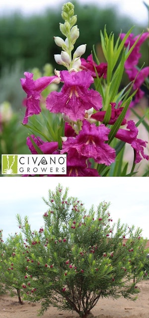 A closeup of a bloom, and a picture of the tree growing in the desert of a Sweet Bubba Desert Willow by Civano Growers.