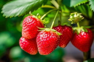 fresh ripe strawberries on plant