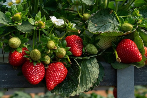 ripe strawberries on rail