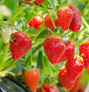 strawberry plant with lots of ripe berries