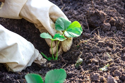 planting strawberry plants