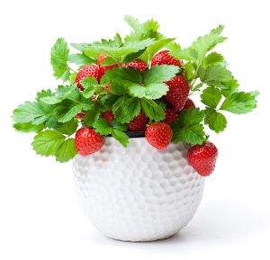 potted strawberries in white ceramic planter