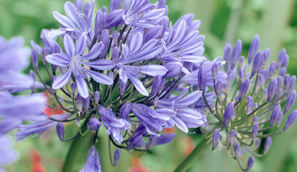lily of the nile or agapanthus close up