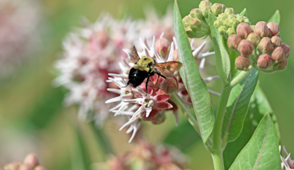 A closeup of a bumble bee on Showy Milkweed flowers.