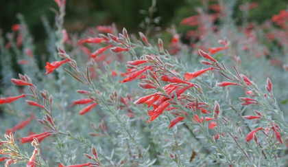 epilobium zauschneria canum water wise perennial