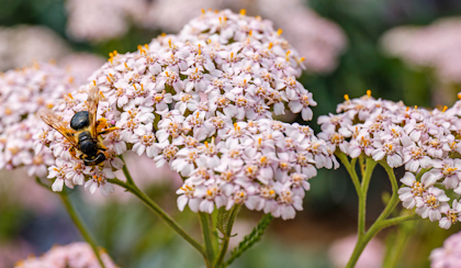 light pink yarrow achillea millefolium with a bee sitting on top