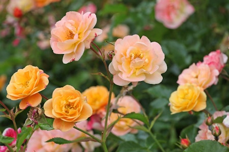 peach carpet roses