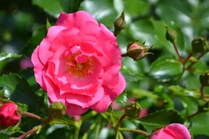 pink carpet rose