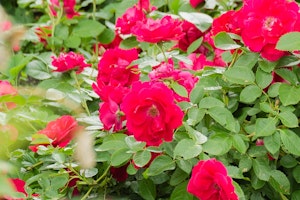 red carpet roses