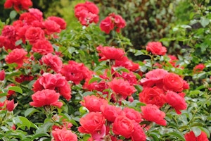 red carpet roses