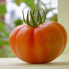 hillbilly heirloom tomato