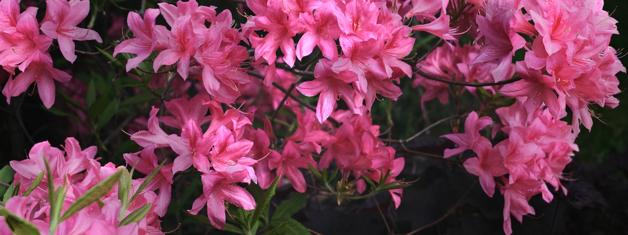 pink azaleas