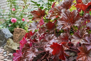 huechera or cora bells deep red in landscape huechera or cora bells deep red in landscape