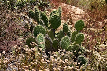 prickly pear cactus on hillside surrounded by other wild plants