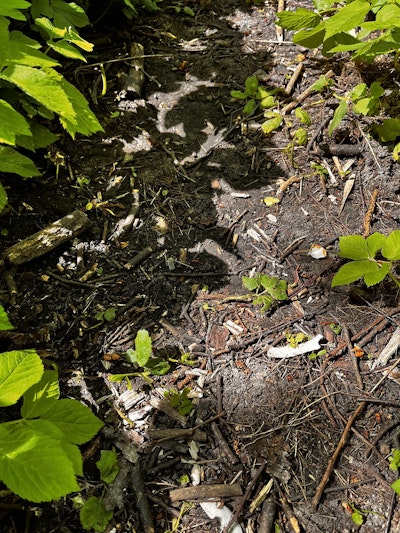 overhead view of soil with plant debris and plants surrounding